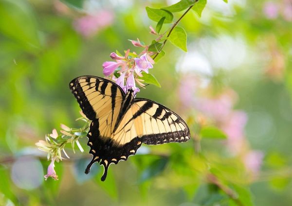 Tennessee Tiger Swallowtail gets nectar from glossy abelia flowers